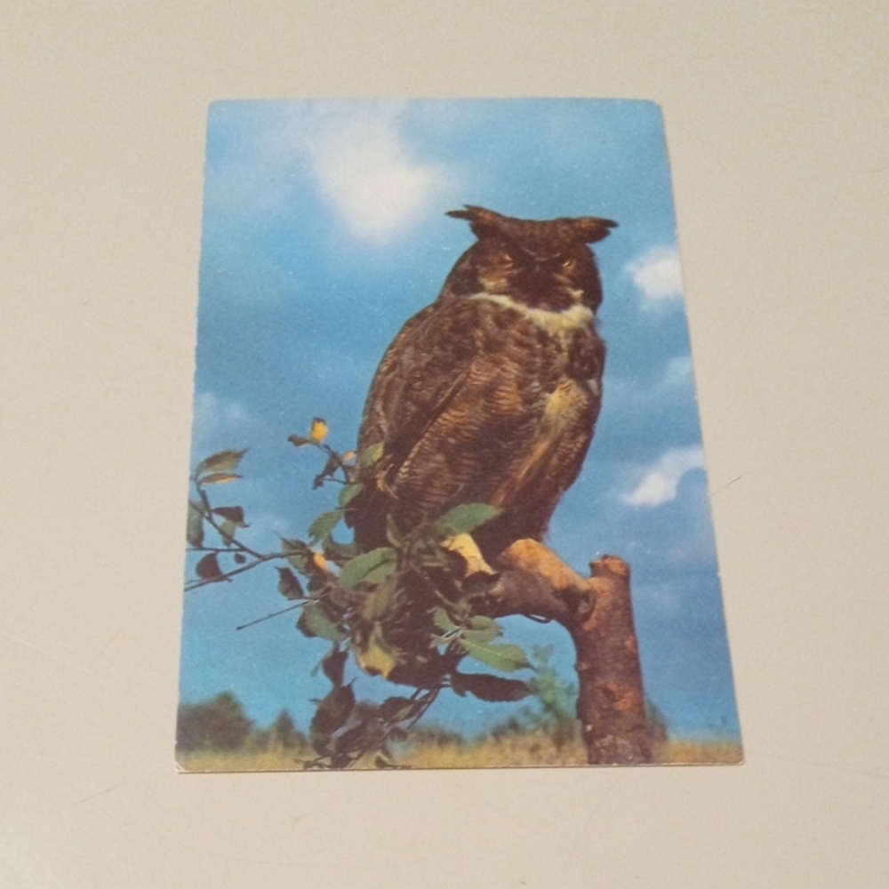Majestic Brown Owl Perch Art Print